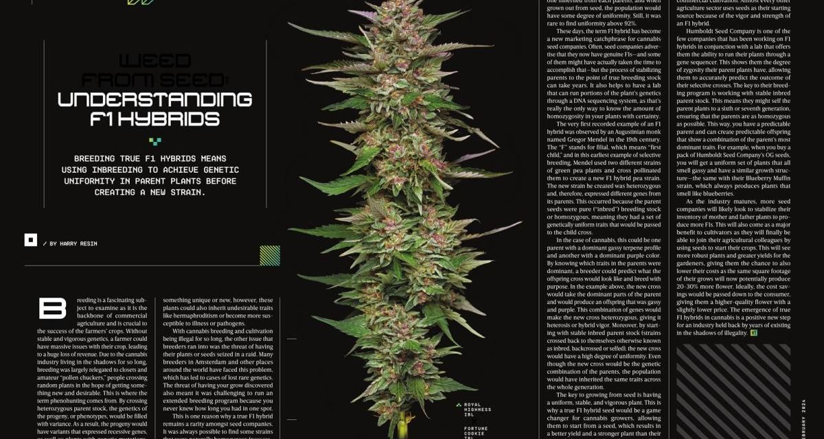 Weed From Seed: Understanding F1 Hybrids