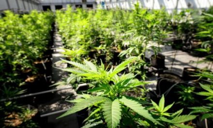 After Massachusetts cannabis worker died from asthma attack, state pushes marijuana industry to take extra safety steps