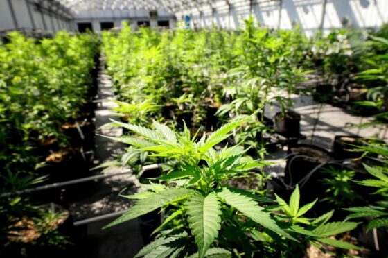 After Massachusetts cannabis worker died from asthma attack, state pushes marijuana industry to take extra safety steps