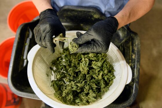 Letters: What marijuana regulation? We purchased a biscotti-flavored vaporizer with THC potency of 84.9%.