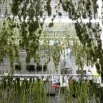 The first 10 years of legal marijuana in Colorado were a wild ride. What will happen in the next decade?