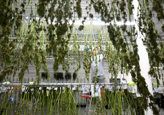 The first 10 years of legal marijuana in Colorado were a wild ride. What will happen in the next decade?