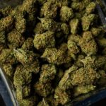 Burglaries at over 40 Denver-area marijuana dispensaries lead to charges for members of two organized crime groups