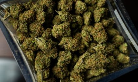 Burglaries at over 40 Denver-area marijuana dispensaries lead to charges for members of two organized crime groups