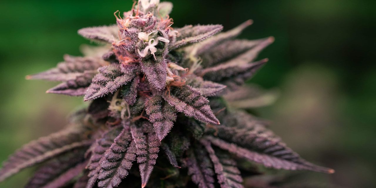 Reported THC Potency For Cali Weed Drops After New Rules Take Effect