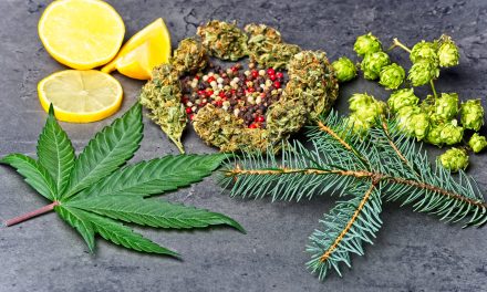 Cannabeginners: What is Caryophyllene?