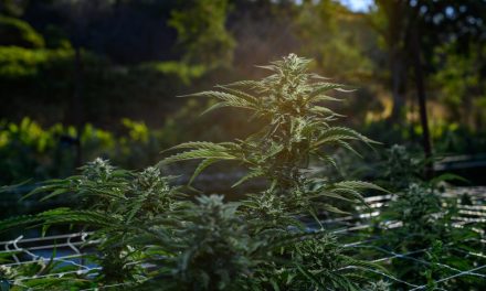 A Commitment to the Culture