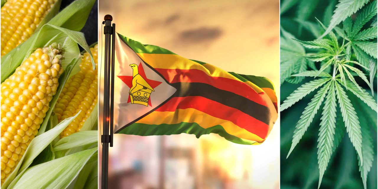 Zimbabwe Farmers Swap Corn for Hemp Farming