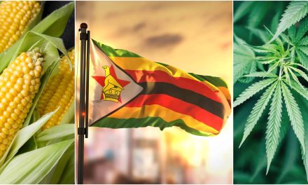 Zimbabwe Farmers Swap Corn for Hemp Farming