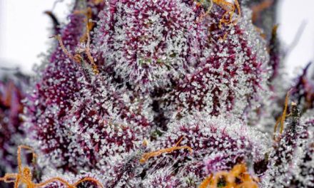 Hunting the Best: Thoughts On Judging, Awards, and their Agency