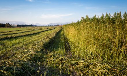 Ohio Company Signs Deal To Grow Hemp for Bioplastic