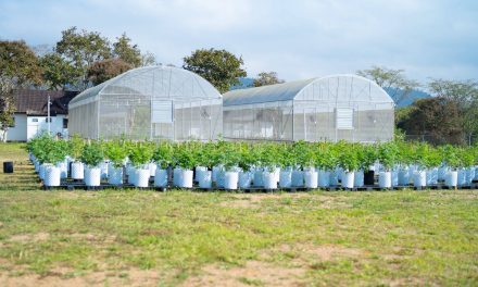 Santa Barbara County Approves Study To Address Ongoing Cannabis Odor