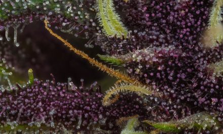 Ellen’s Bud Break: The Purple & Blue Pigments of Pot