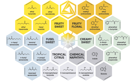 Brand Spotlight: Abstrax