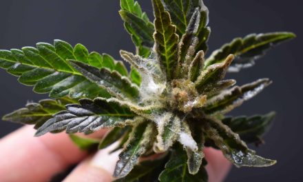 Cannabis Products Recalled in Arizona Over Possible Contamination