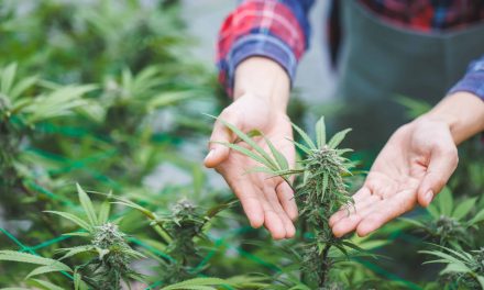 Illinois Hemp Operators Call For Regulation Instead of Prohibition