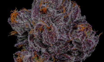 Betting on Yourself: the Story of Parlay