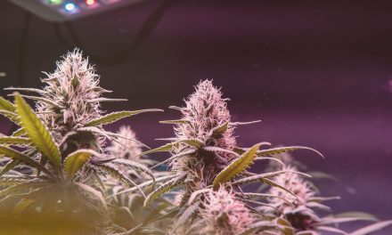 Government in Canada Proposes Amendments to Cannabis Law, Lifting Burdens