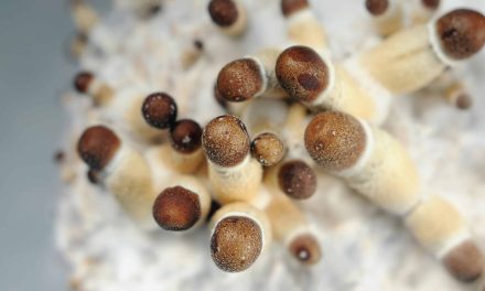 Psilocybin Therapy Pilot Program Bill Introduced in California