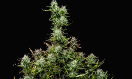 Rhode Island To Offer Free Cannabis Industry Training
