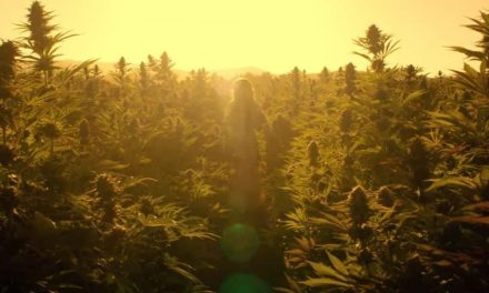 ‘Trim Season’ Director Ariel Vida Brings Bud and Witchcraft Together